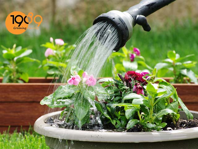 chậu xi măng đá mài vuông trồng cây cảnh tưới nước