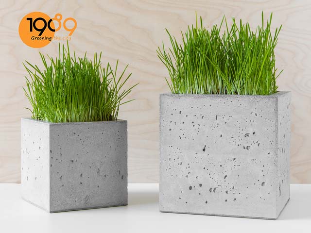 chậu xi măng đá mài vuông trồng cây cảnh