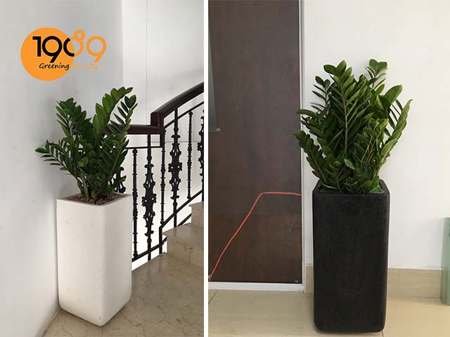 chậu xi măng đá mài vuông trụ bo xuất khẩu