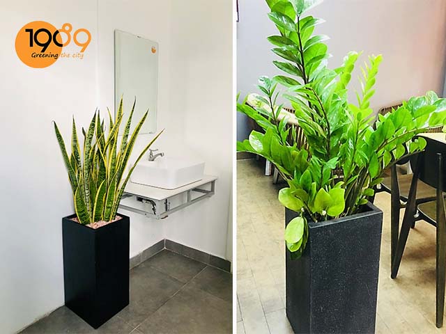 chậu xi măng đá mài vuông trụ trang trí mọi góc trong nhà 1989