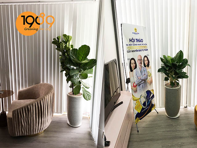 chậu xi măng đá mài xám 1989 2