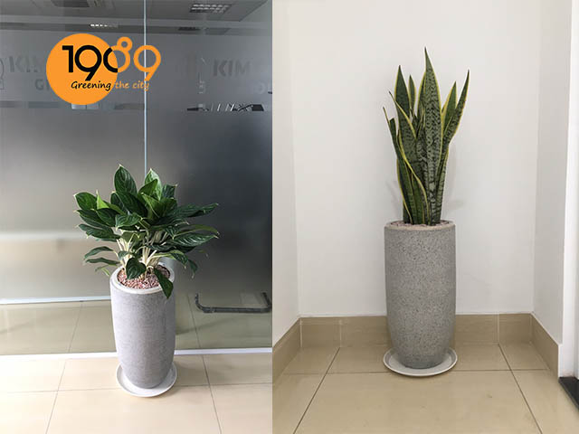 chậu xi măng đá mài xám 1989