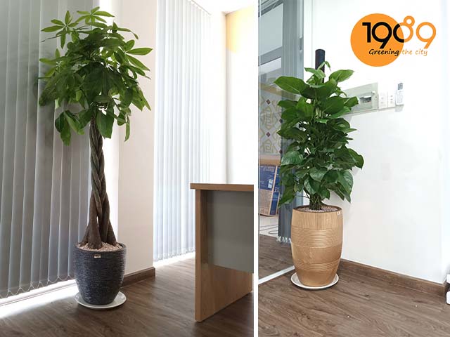 chậu xi măng đá mài xuất khẩu hcm 1989