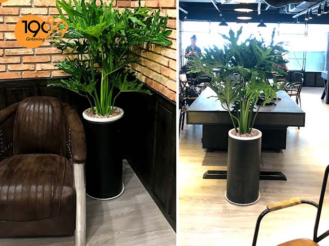 chậu xi măng đen hình tròn trụ hcm