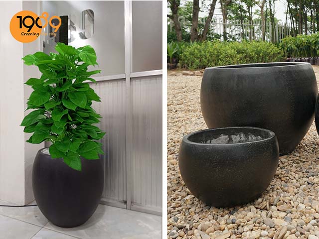chậu xi măng đen hình tròn trứng hcm