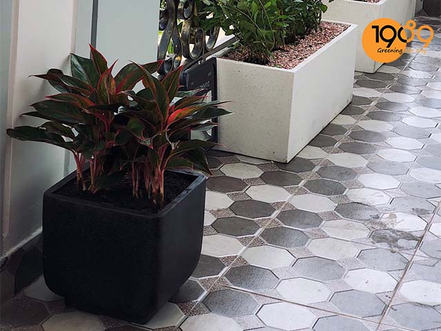 chậu xi măng đen lập phương bo hcm