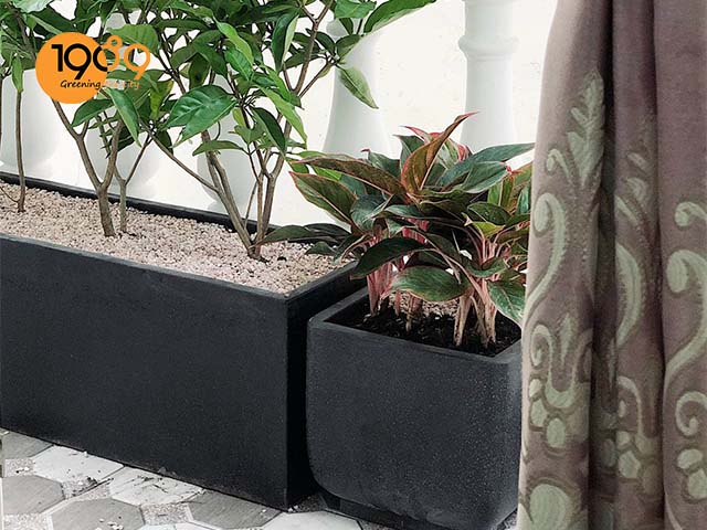 chậu xi măng đen lập phương bo