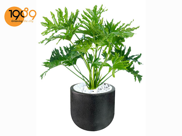 chậu xi măng tròn chậu remy b