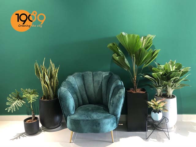 chậu xi măng tròn giọt nước