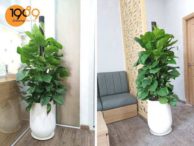 chậu xi măng tròn hình giọt nước hcm