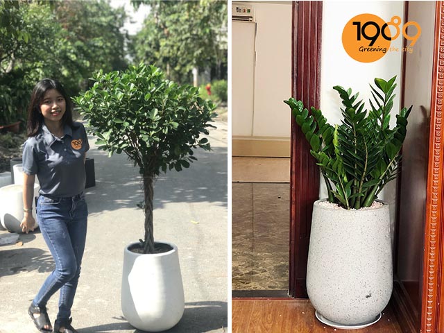 chậu xi măng tròn hình giọt nước