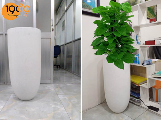 chau xi mang tron tru 1989 hcm