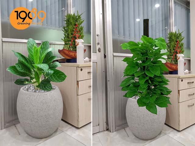 chậu xi măng tròn trứng màu xám