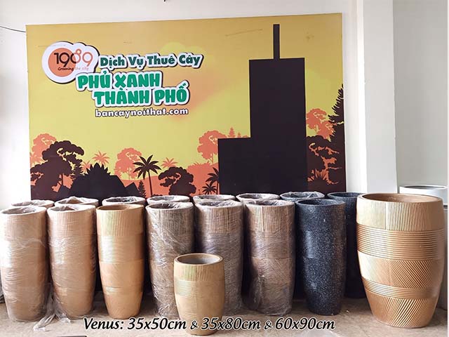 chậu xi măng tròn venus lớn 4