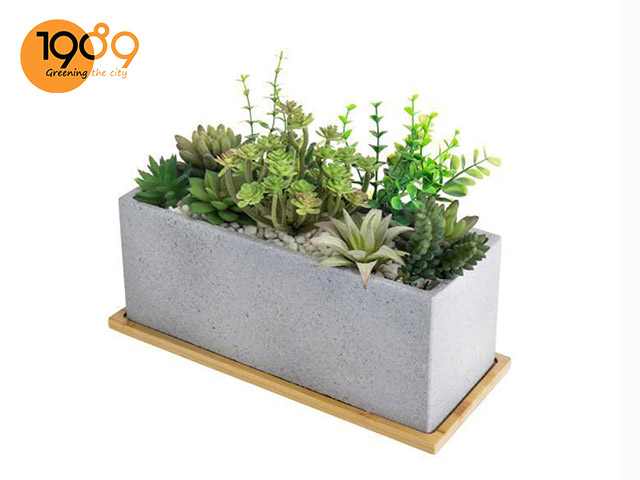 Chậu xi măng trồng cây sen đá