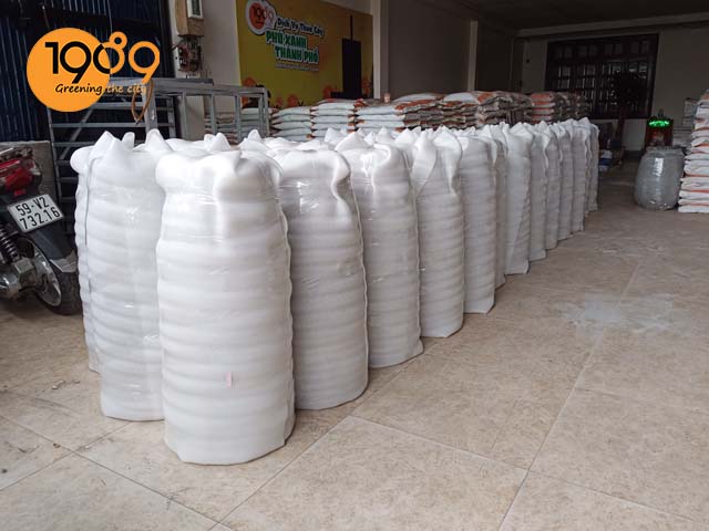 chậu xi măng venus lớn tròn 2