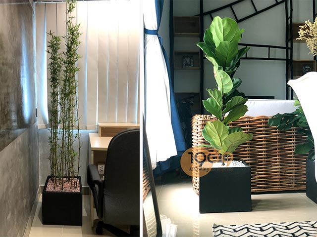 chậu xi măng vuông hcm