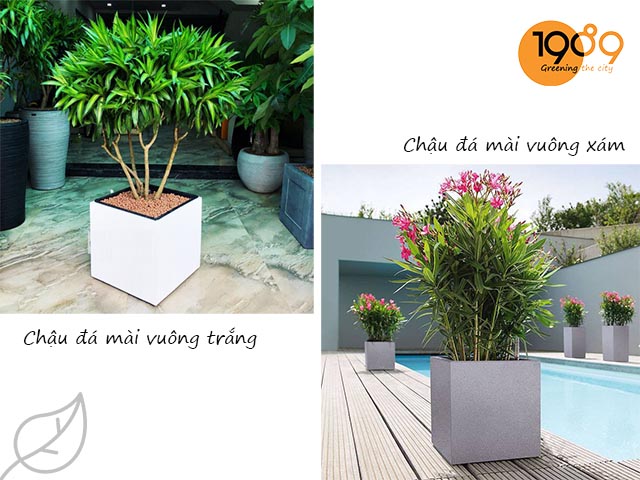 chau xi mang vuong tan binh hcm