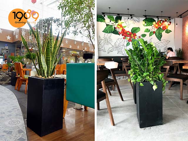 chậu xi măng vuông trụ màu đen hcm