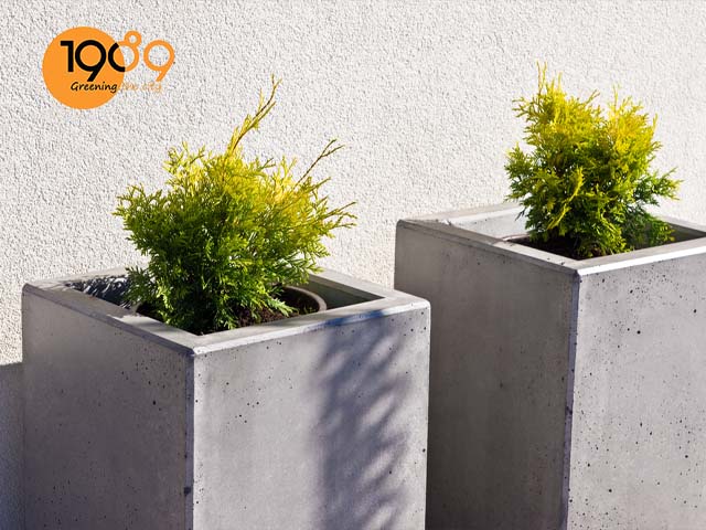 chậu xi măng vuông trụ trồng cây cảnh