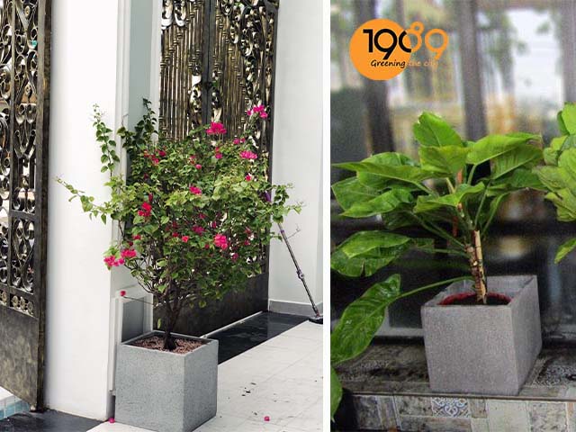 chậu xi măng vuông xám