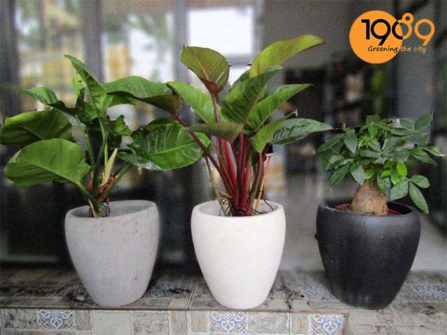 chậu xi măng xuất khẩu chậu chivas