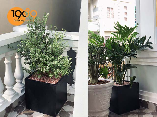 chậu xi măng xuất khẩu chậu đá mài hình vuông