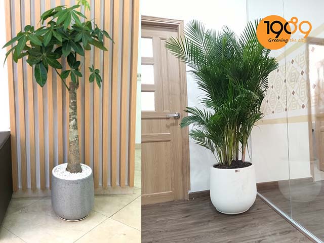 chậu xi măng xuất khẩu chậu đá mài remy