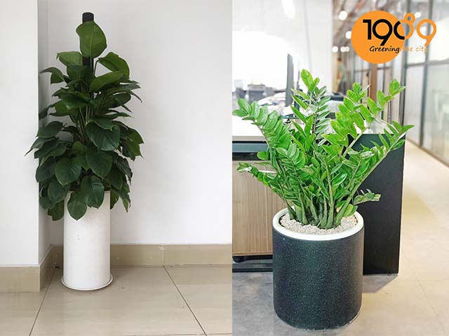 chậu xi măng xuất khẩu hình tròn trụ