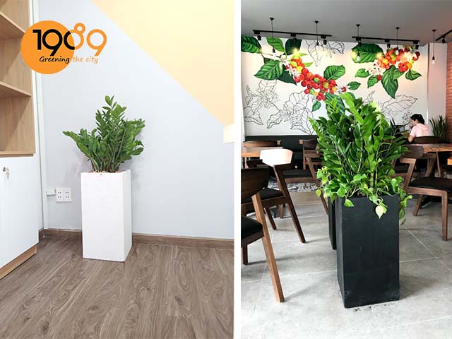 Vị trí đặt cây cây kim tiền