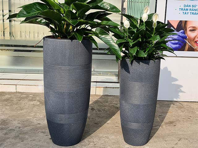 chậu xi măng xuất khẩu venus