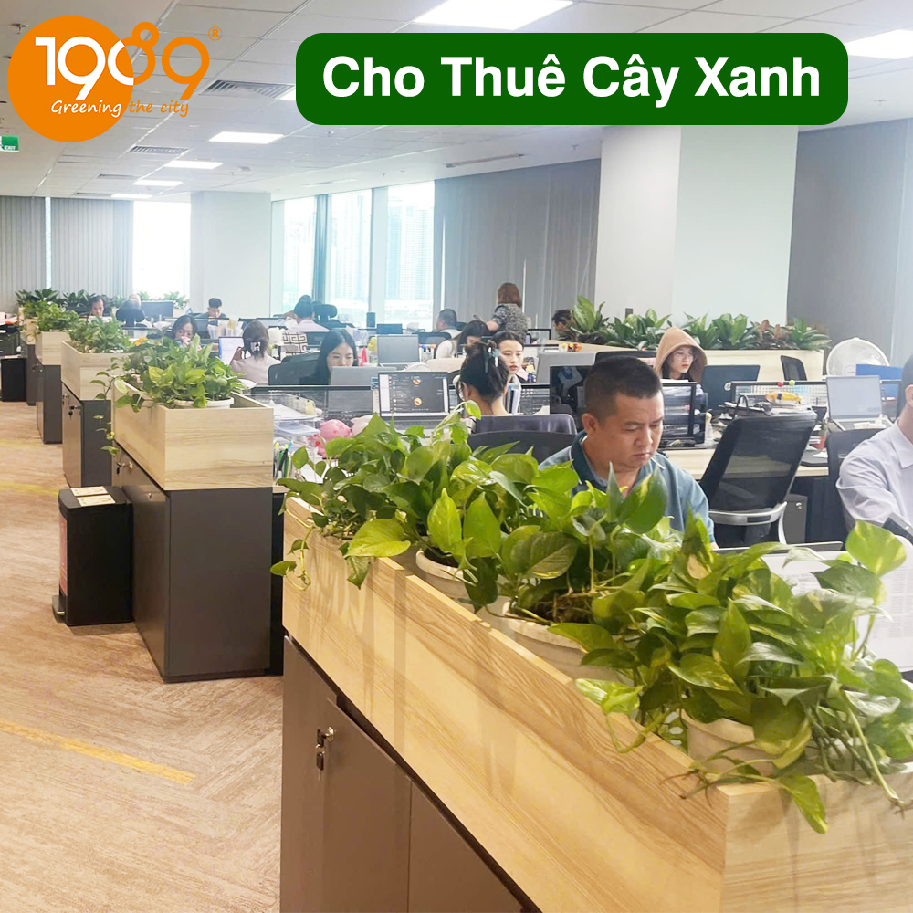 Khám Phá Lợi Ích Cây Xanh Văn Phòng: Bí Quyết Tăng Năng Suất Và Thịnh Vượng