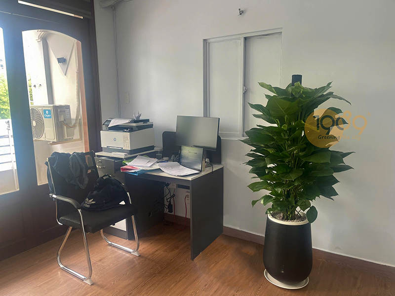 TRẦU BÀ LEO CỘT - TRẦU BÀ ĐÀI LOAN