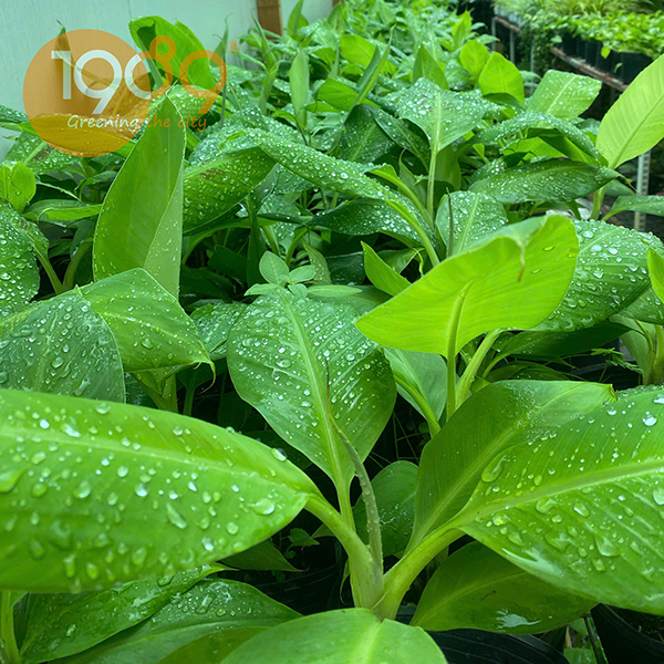 Chuối laba, giống chuối laba, cây giống chuối laba