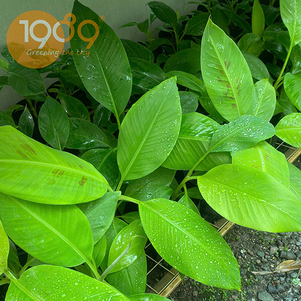 Chuối laba, giống chuối laba, cây giống chuối laba