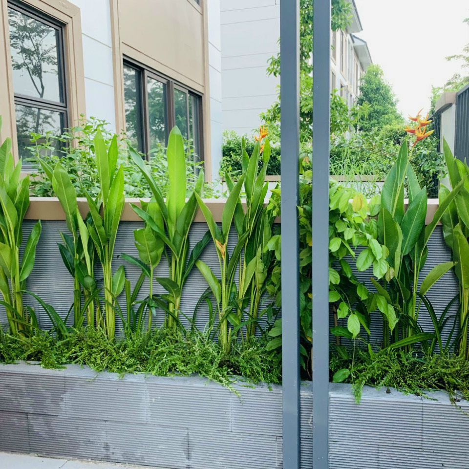 CÂY CHUỐI MỎ KÉT