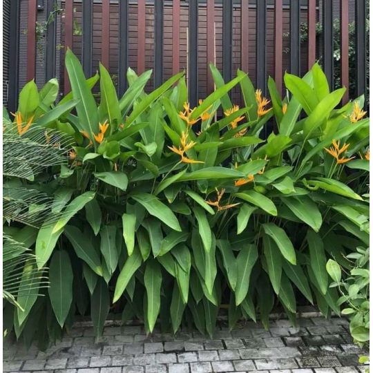 CÂY CHUỐI MỎ KÉT