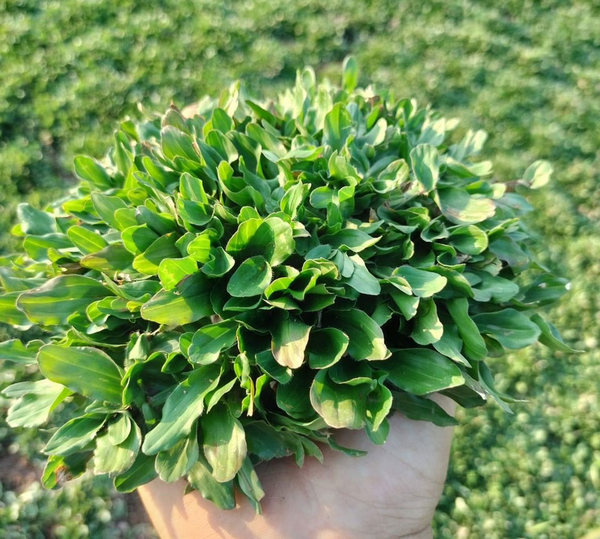 Cỏ Lá Gừng Thái - Chuyên Cung Cấp Cỏ Lá Gừng Công Trình Giá Sỉ