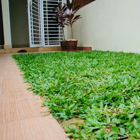 Cỏ Lá Gừng Thái - Chuyên Cung Cấp Cỏ Lá Gừng Công Trình Giá Sỉ