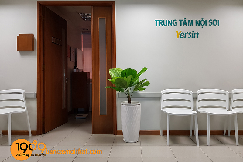 Khám Phá Lợi Ích Cây Xanh Văn Phòng: Bí Quyết Tăng Năng Suất Và Thịnh Vượng