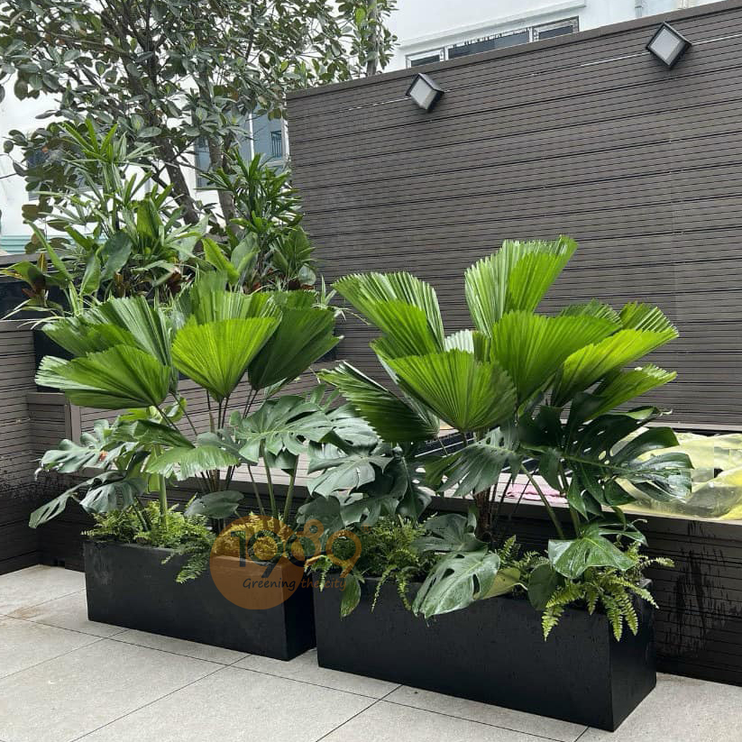 Thiết Kế Ban Công Xanh Từ Cải Tạo Tối Ưu Đến Trồng Mới