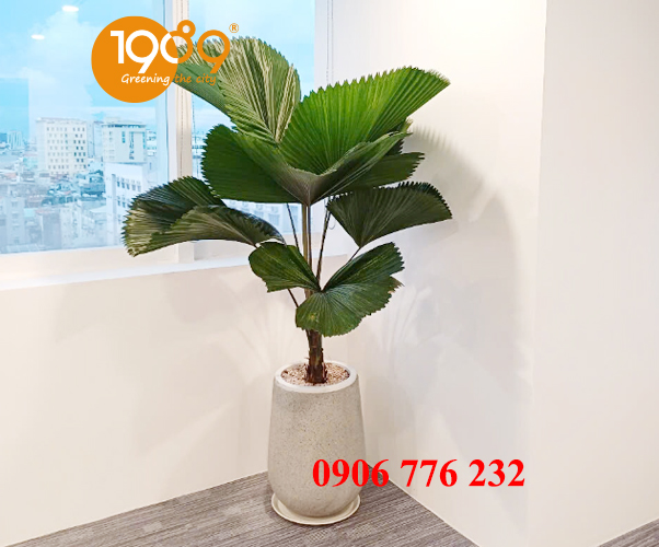 cọ nhật quà tặng khai trường