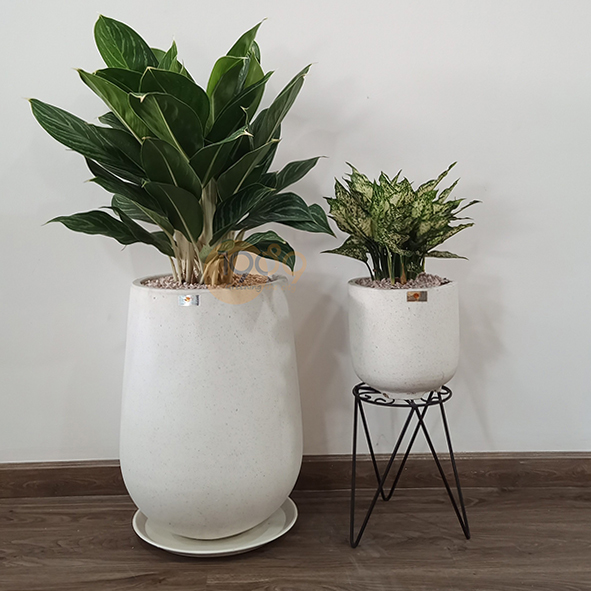 Top 15 Cây Xanh Văn Phòng Được Yêu Thích Nhất Giúp Thanh Lọc Không Khí, Tăng Năng Suất