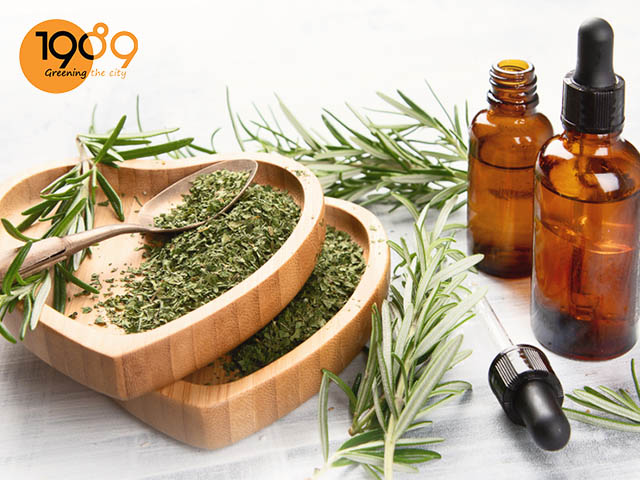 công dụng cây hương thảo