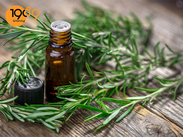 cong dung cay huong thao