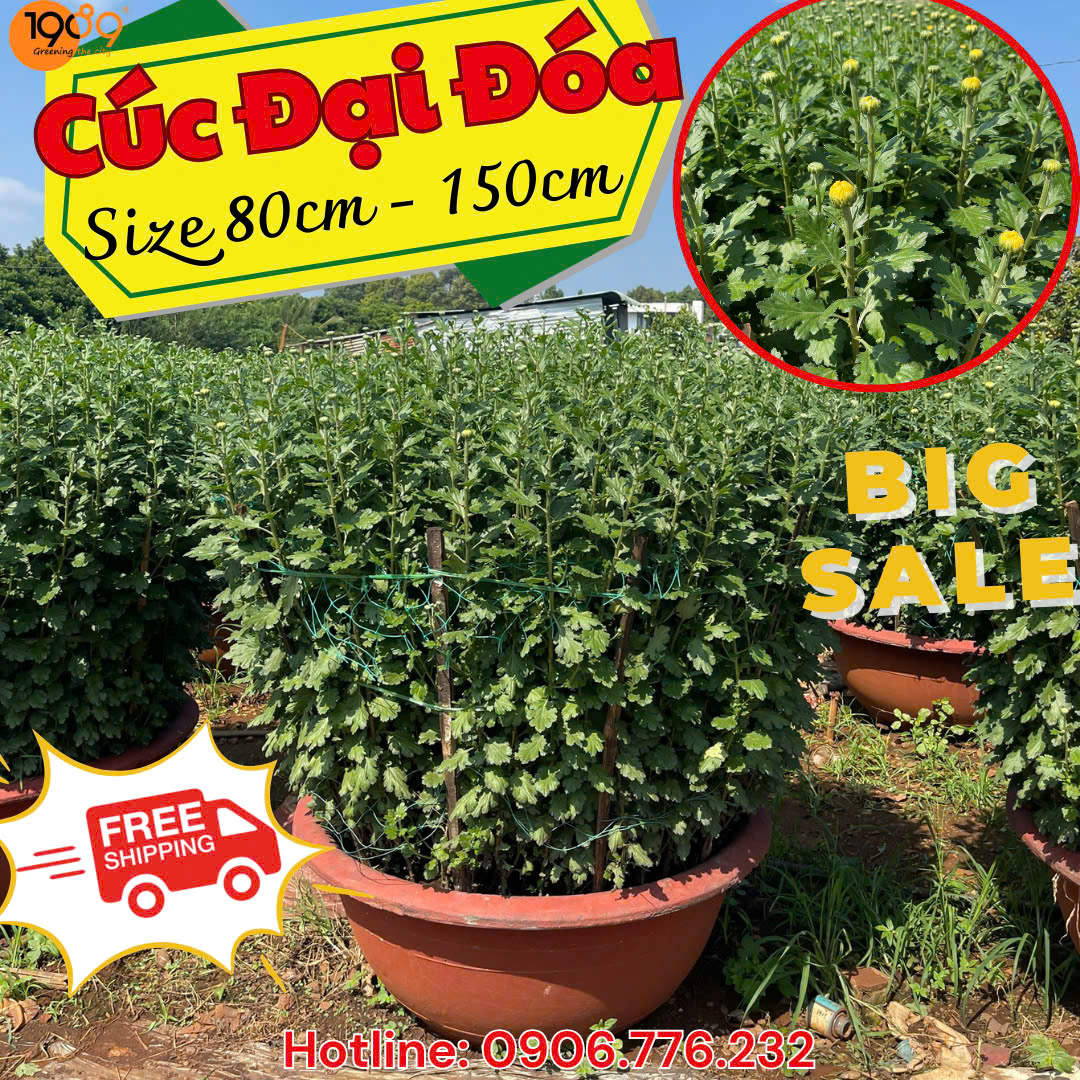 hoa cúc đại đóa