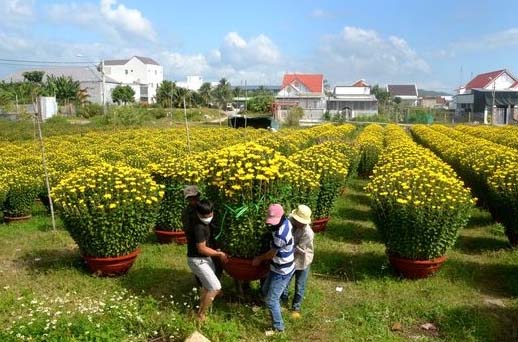 Cúc đại đóa tại vườn chuẩn bị đón tết