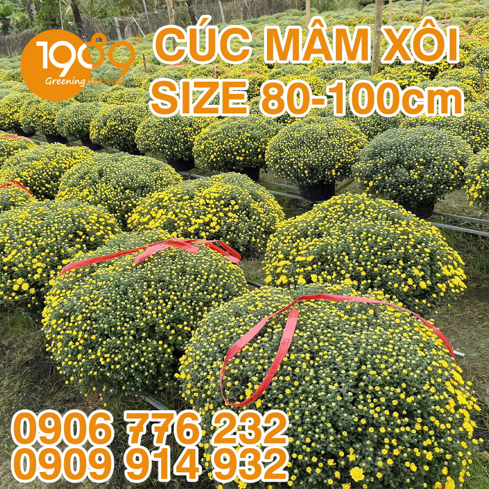 Giá cúc mâm xôi Tết 2026 khoảng bao nhiêu