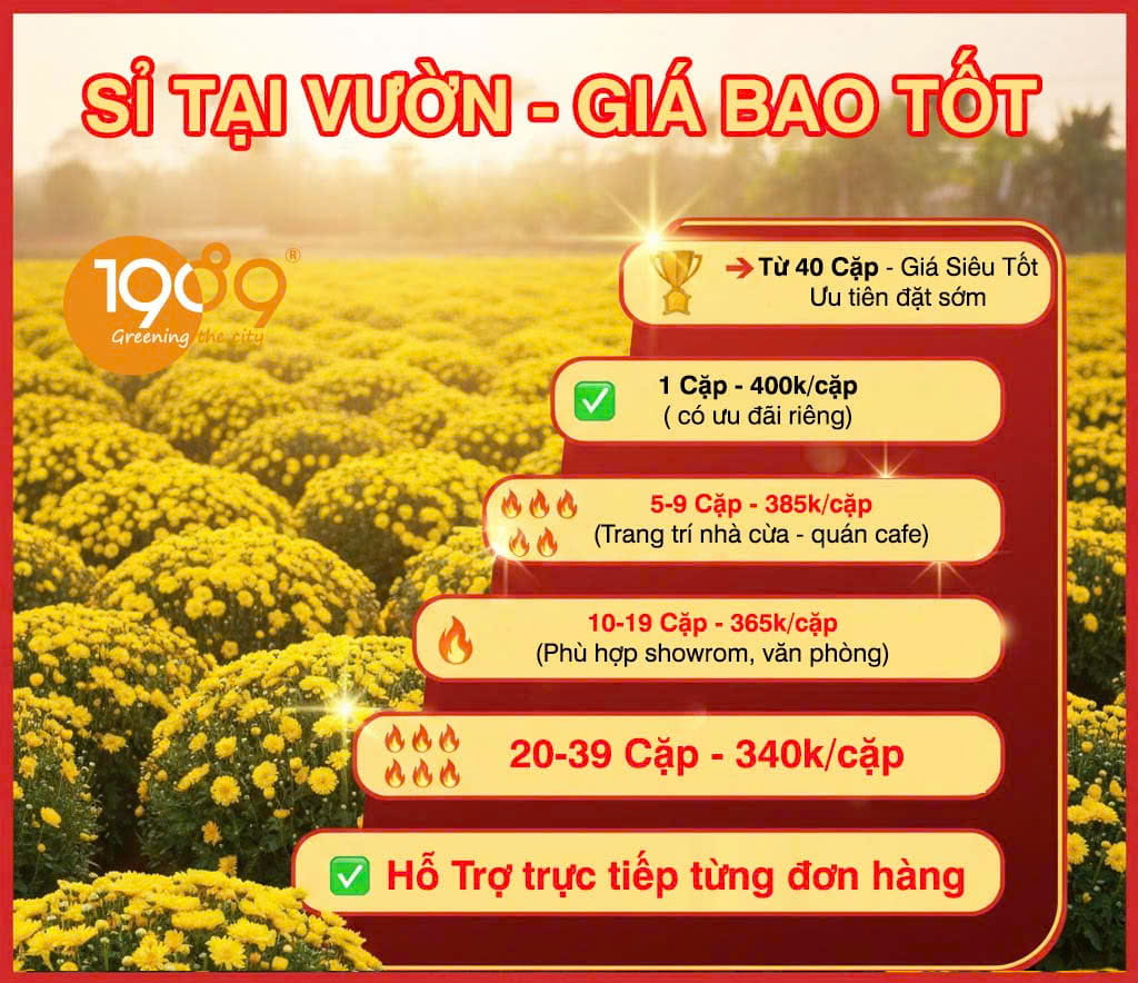 Giá cúc mâm xôi Tết 2026 khoảng bao nhiêu