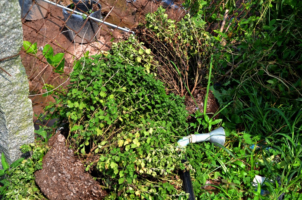 Hoa Cúc Mâm Xôi Trang Trí Tết - Đặc Điểm, Ý Nghĩa & Cách Chăm Sóc